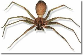 Violin Spider